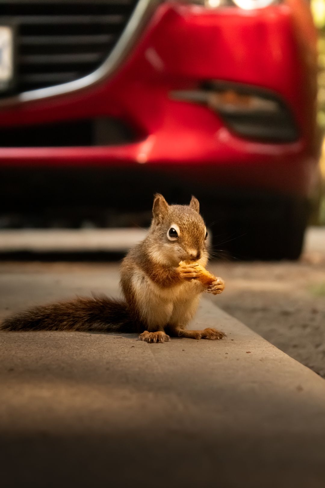 Squirrel Close Up