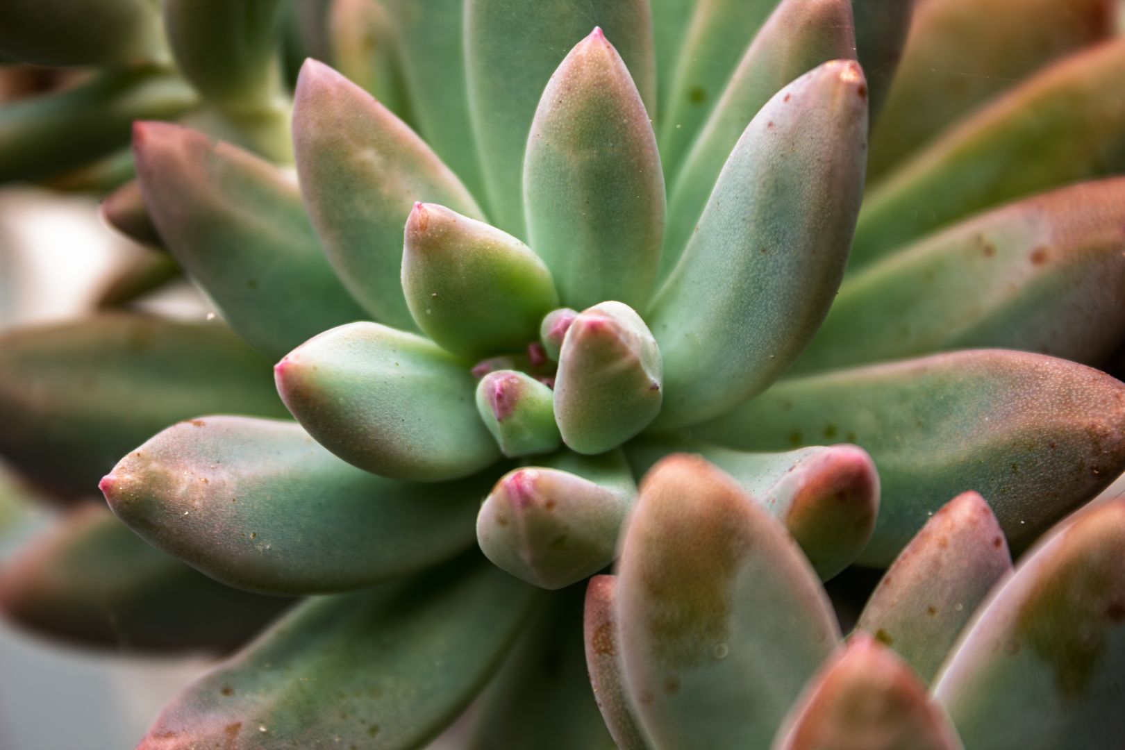 Succulent Plant